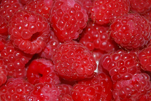 Frambozen puree 6x1kg