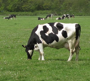 Magere Melkpoeder 25kg