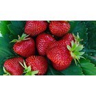 IQF Aardbei Senga 4x2.5kg