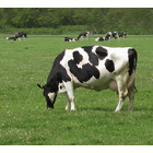 Magere Melkpoeder 25kg